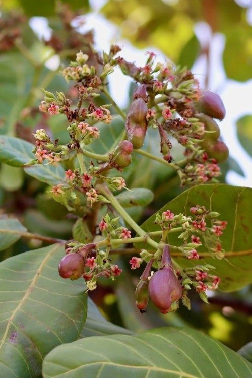 Ako rastie kešu, Grizly