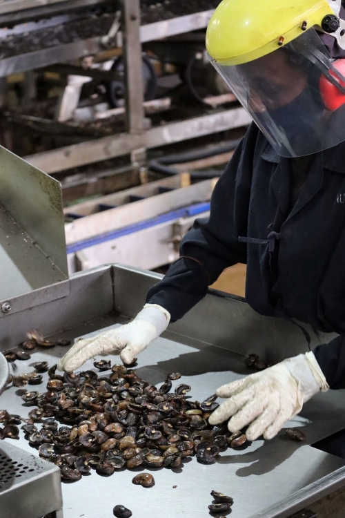 Ako sa zbierajú kešu, strom Grizly