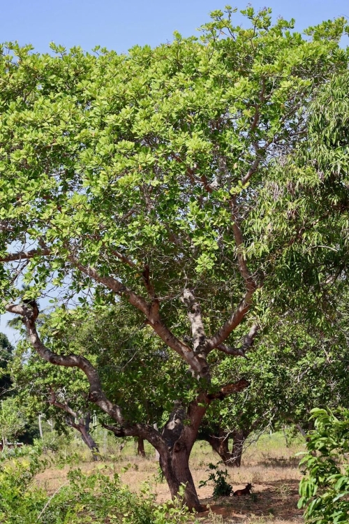 Ako rastie kešu, strom Grizly