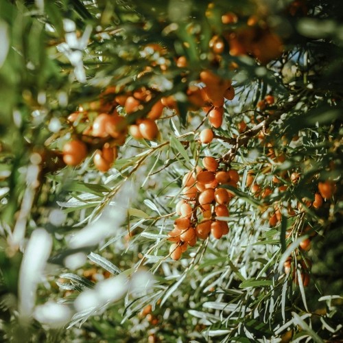 Ostropestrec a rakytník výživový doplnok Grizly