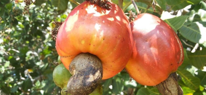 Kešu orechy: Odkiaľ pochádzajú a ako rastú