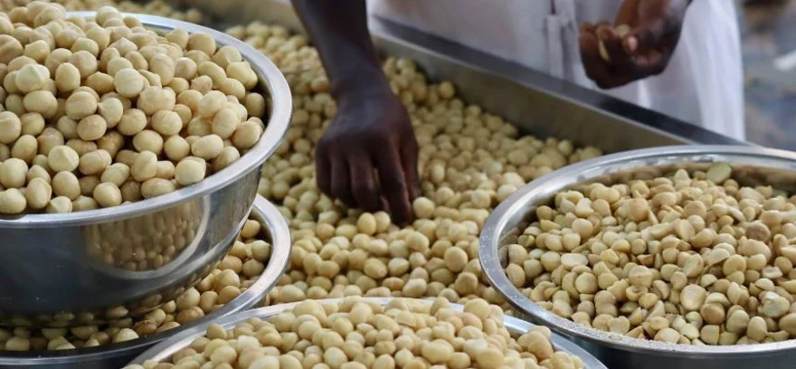 Makadamové orechy kraľujú orieškovej ríši