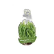 Mladý jačmeň