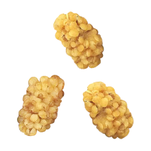Moruša
