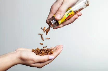 Cvrčky s príchuťou Slaný karamel