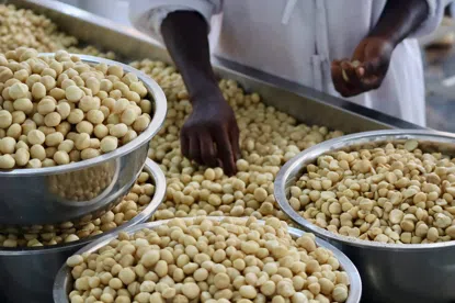 Makadamové orechy polovičky