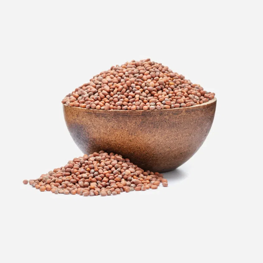 Reďkev BIO semienka na klíčenie