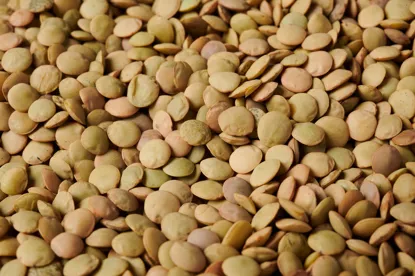 šošovica drobnozrnná